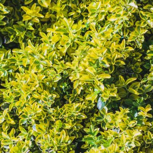 Bršlen Fortuneov (Euonymus Fortunei) ´SUNSPOT´ - výška 10-15 cm , Ø 20-30 cm, kont. C5L